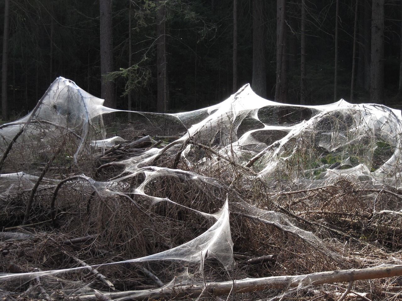cobwebs, scary, forest, nature, grim, spider web, horror, gruesome, spider web, spider web, spider web, spider web, spider web-597649.jpg