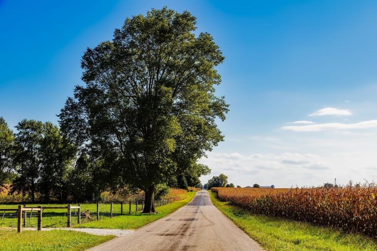 indiana, landscape, cornfield, corn, road, trees, sky, clouds, summer, nature, outdoors, country, countryside, rural, hdr, farm, crop, agriculture, indiana, indiana, indiana, indiana, indiana-1872515.jpg