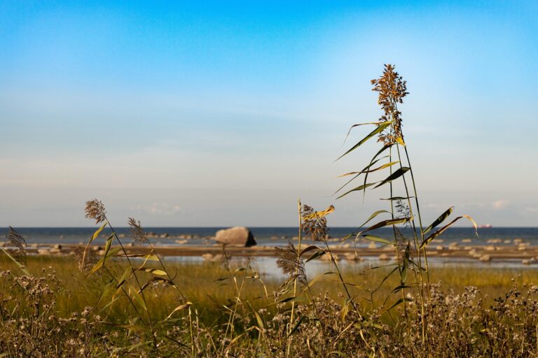 nature, estonia, tallinn, baltic, northern, autumn, sea, rocks, landscape-7452607.jpg