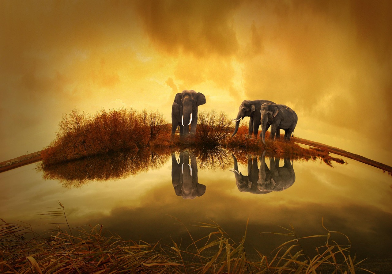 thailand, elephants, sunset, nature, animals, thailand, thailand, thailand, elephants, elephants, elephants, elephants, elephants, nature-142982.jpg